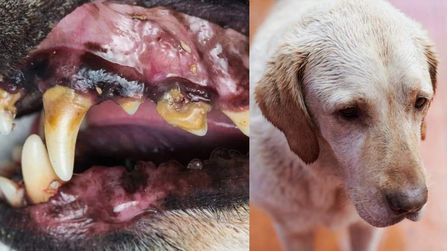 Consulta o conversación con una profesional veterinaria