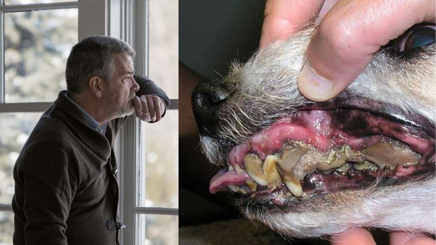Problemas dentales: dientes y encías de un perro